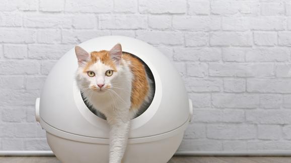 Колко пъти на ден уринират котките