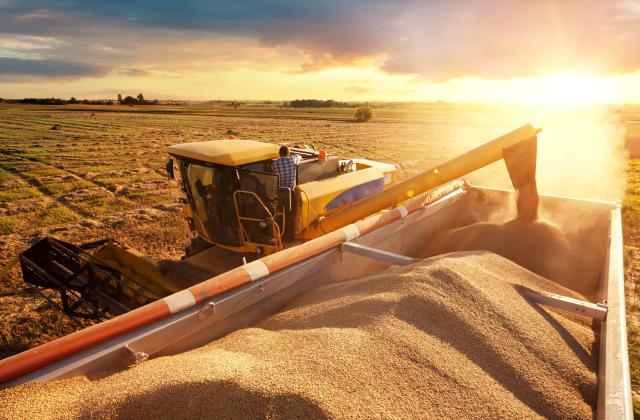 Няма засечени тежки метали в пшеницата от Украйна. Това увериха