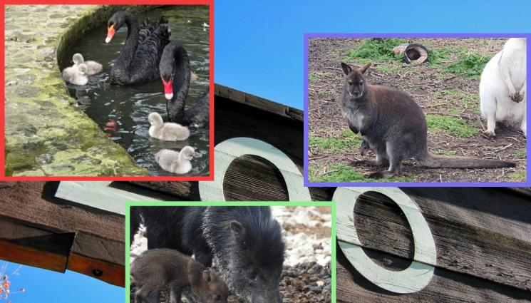 зоопарк - Черните лебеди Ромео и Жулиета с бебета