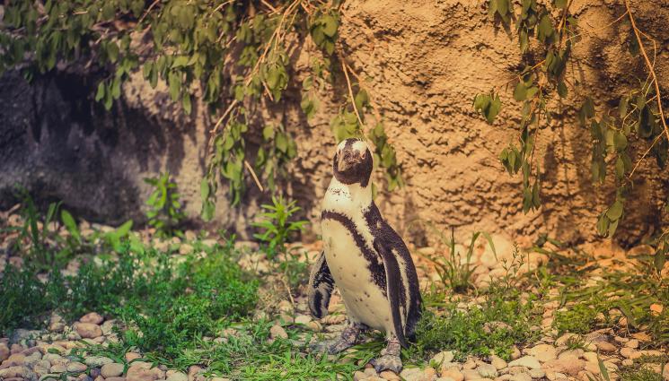 пингвин - Най-известният пингвин в света почина!