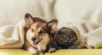 куче и котка