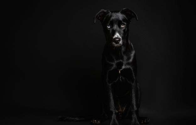черно куче