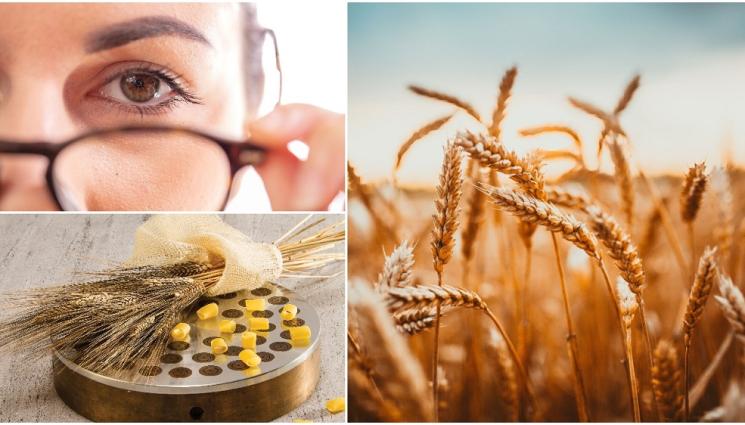 a - Съветите на Петър Дънов: Жълти цветове връщат орловото зрение