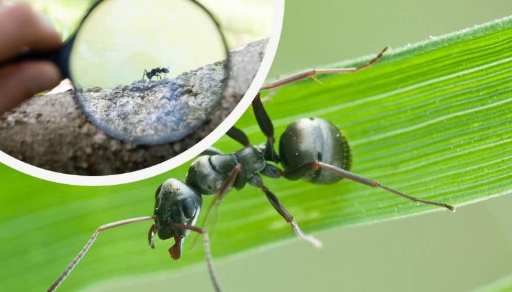 aa - ПРОБИВ: В помощ на науката: Обучават мравки да откриват рак