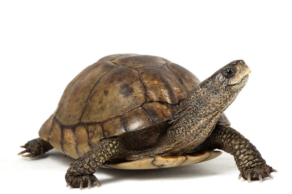 ДНК проучване разкри, че гигантските костенурки, които обитават галапагоския остров