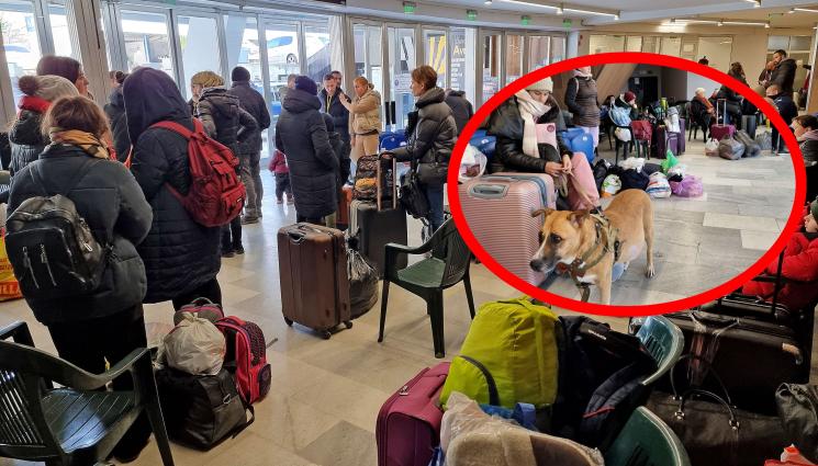 Украйна бежанци - АПЕЛ: Украинските граждани,  които не искат настаняване в държавните бази, да информират навреме