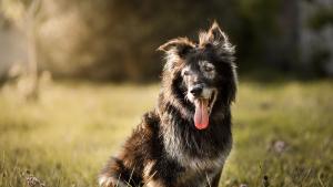 Контролът върху домашните кучета в Община Добричка ще бъде засилен
