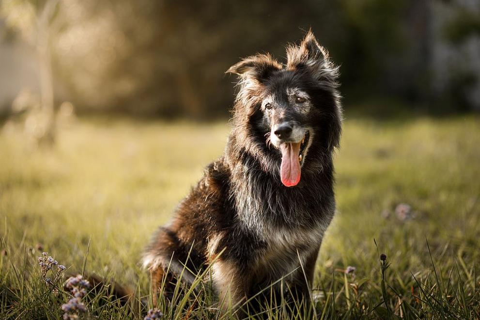 Собствениците на кучета в Община Дупница трябва да платят годишната