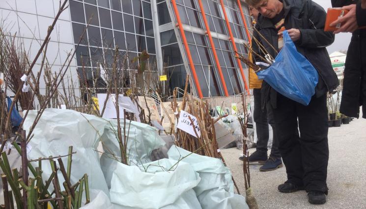 Агро - Агро Телеграф: Купуваме през май пикираните домати и пипер