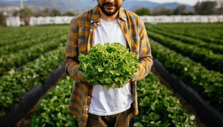 Агро - Агро Телеграф: Салатата горчи, ако температурите скочат над 21°C