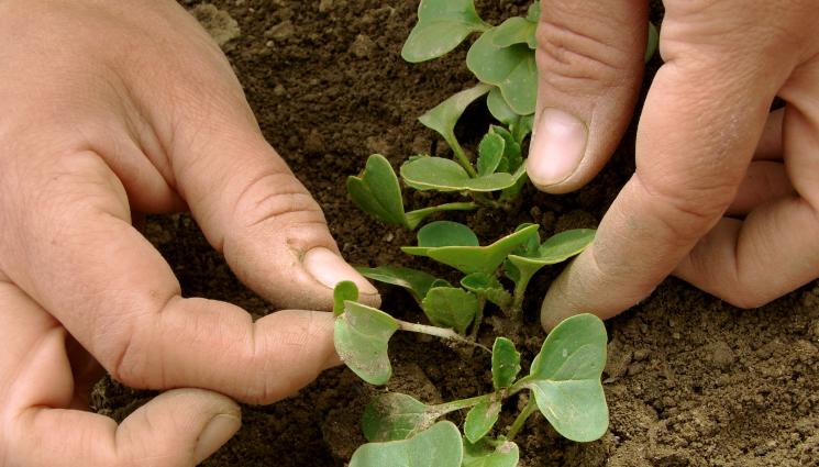 Агро - Агро Телеграф: Пикираме разсада при втори същински лист