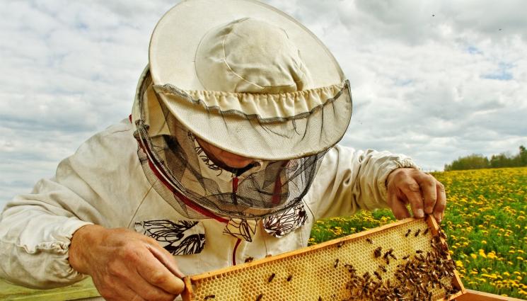 Агро - Агро Телеграф: Стесняваме пчелното гнездо в средата на март