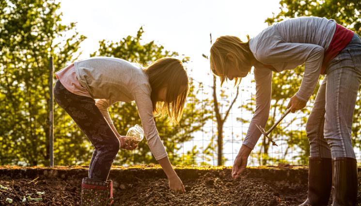 Агро - Агро Телеграф: Калият закалява растенията