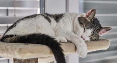 котешко дърво