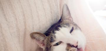 Защо котката ми се мие върху мен