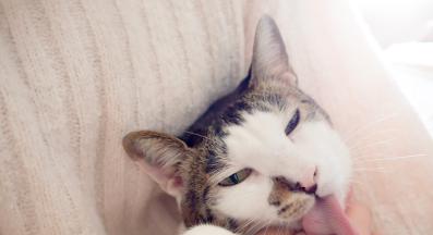 котка и стопанин