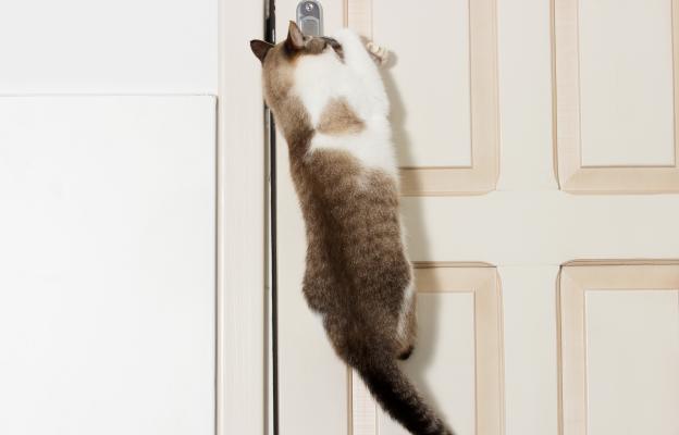 котка отваря врата