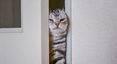 котка отваря врата