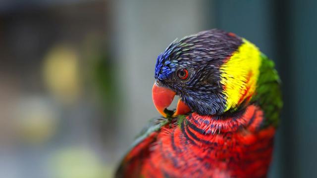 Урбанизацията излага на риск от изчезване над 850 вида животни