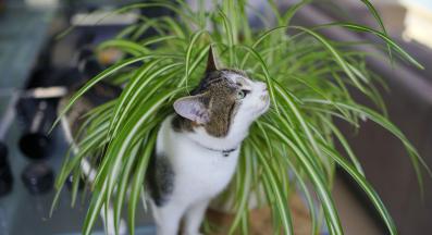 котка и растения