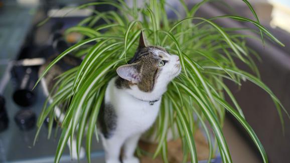Защо котката ми се търка в растенията