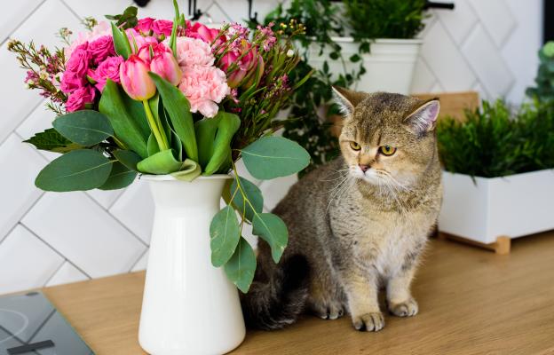 котка и цветя