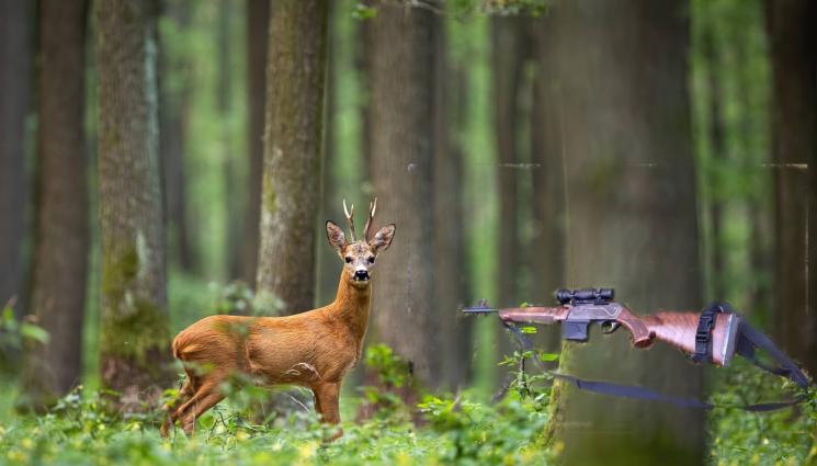 сърна - ЖЕСТОКОСТ: Бракониер застреля сърна в овощна градина