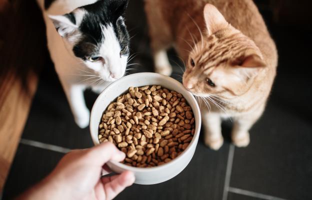 Котки и храна
