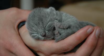 новородени котета
