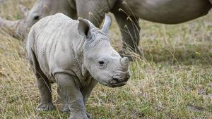 Зоологическа градина в Чехия кръсти новороден носорог от застрашен вид