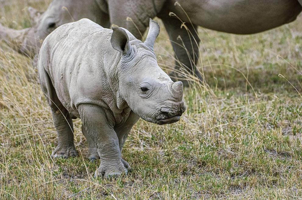 бебе носорог