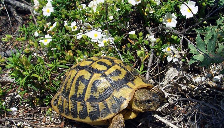 Биоритъм - ШМЕНТИ КАПЕЛИ: Шарлатани борят рак с кръв от костенурки, продават ги в тайни групи