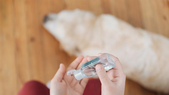Безопасен ли е дезинфектантът за ръце за кучето ни