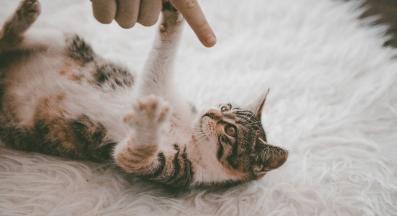 малко коте социализация