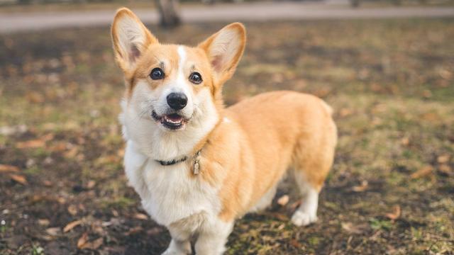 Огромно търсене на кучета порода корги във Великобритания