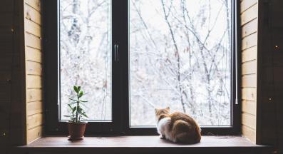 тъжно коте