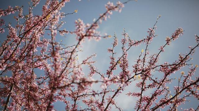 В Япония се наслаждават на цъфтежа на вишните въпреки тревогите заради COVID-19