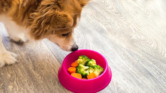 Кои замразени зеленчуци можем да даваме на кучето си