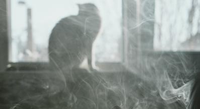 цигари котка