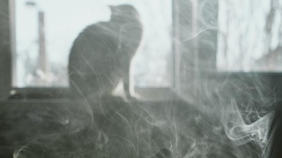 цигари котка