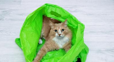 котка играе с пластмасова торбичка