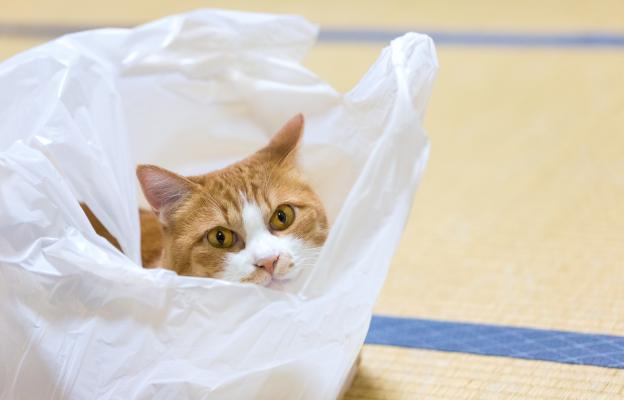 котка играе с пластмасова торбичка