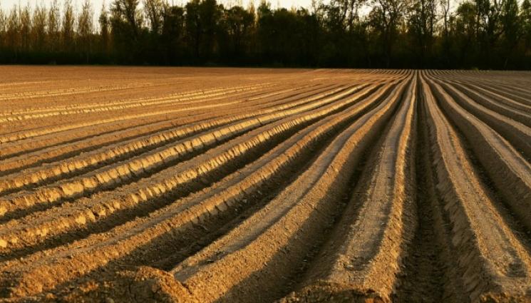 Агро - Агро Телеграф: Студът заплашва цъфналите бадеми и кайсии