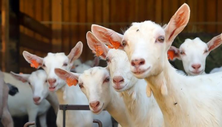 Агро - Агро Телеграф: Паразитите виновни за косопад при козите