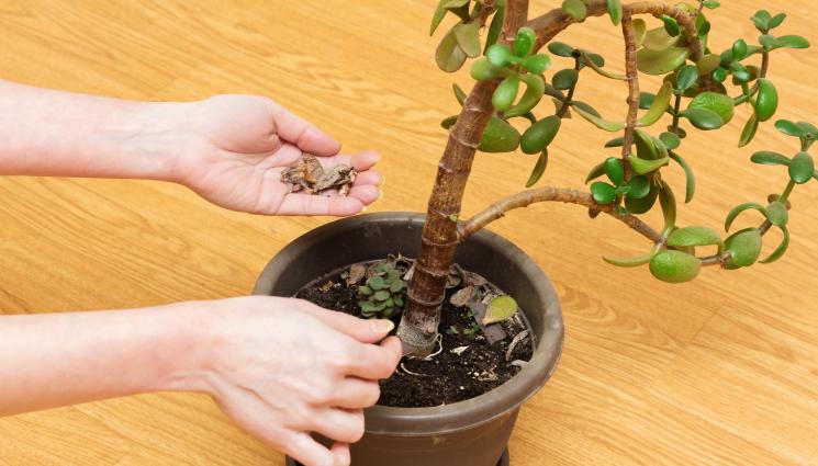 Агро - Агро Телеграф: Дръжте дървото на живота на сухо, за да цъфне