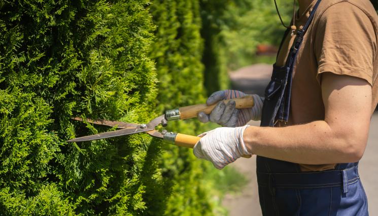 Агро - Агро Телеграф: Подрязваме туята през пролетта