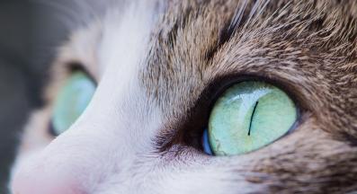 котки цвят на очите