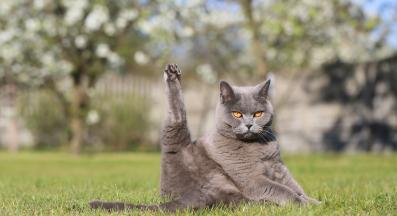 гъвкава котка