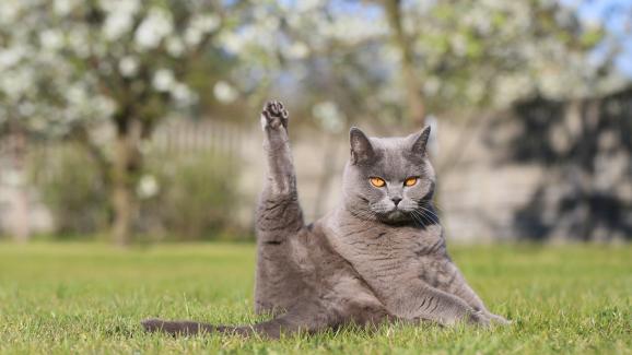 Защо котките са толкова гъвкави