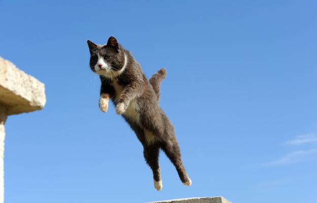 котка скача